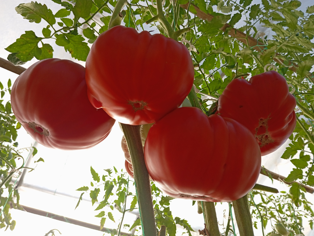 ЛИСТАЙТЕ ВПРАВО