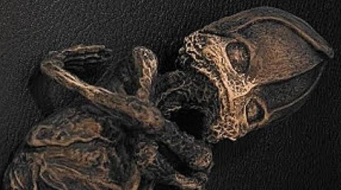 Тайна Кыштымского Карлика и Гуманоида Атакамы. Инопланетный контакт или маскировка правды?