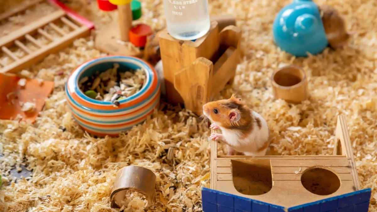    Сено — не только материал для гнезда, но и дополнительный источник семян.