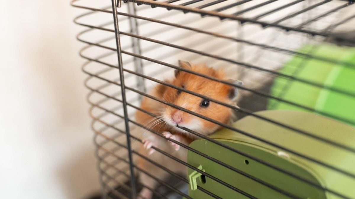    Просторная клетка с укрытиями и игрушками делает жизнь питомца комфортной.