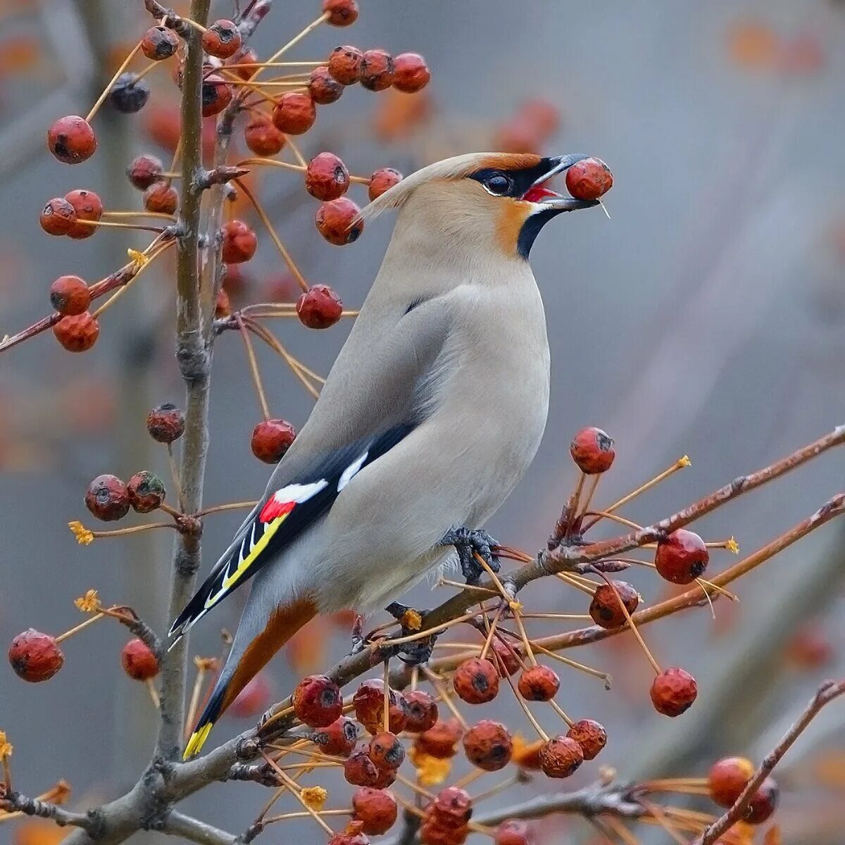 Свиристель клюет ягоды.