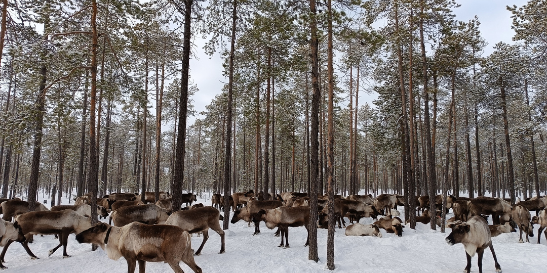 Мезенский район: Мезень, Кимжа, Кильца и северные олени. Почему лучше ехать зимой?