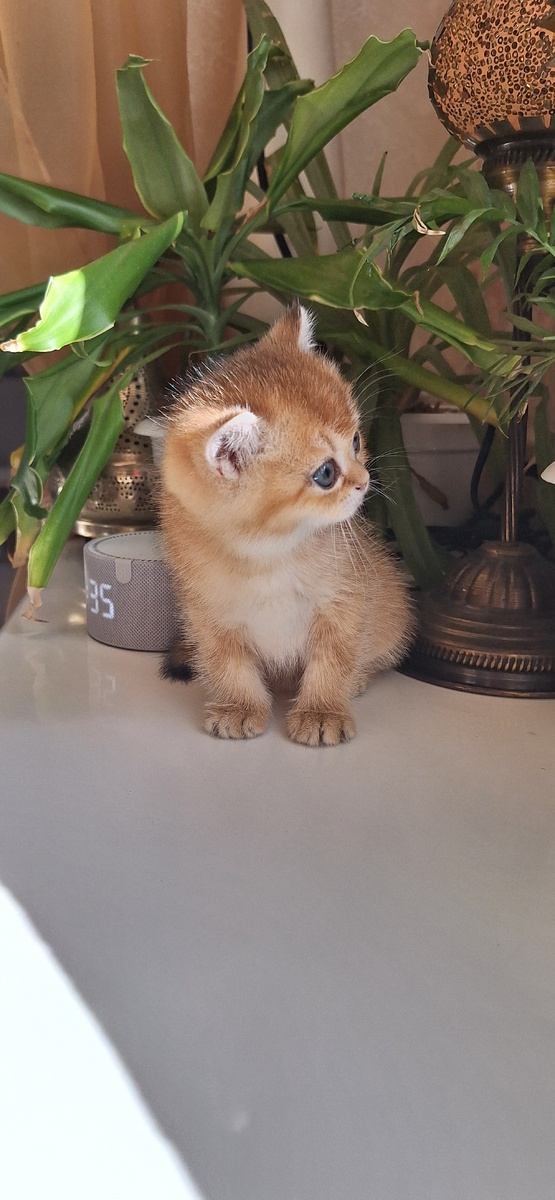 Юный исследователь