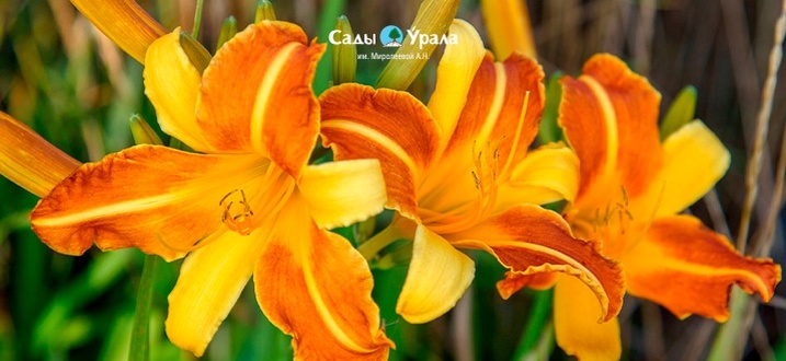 Создать карусель