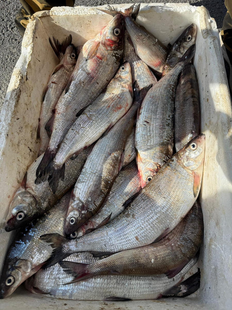 Ладожский сиг. Улов промысловиков.