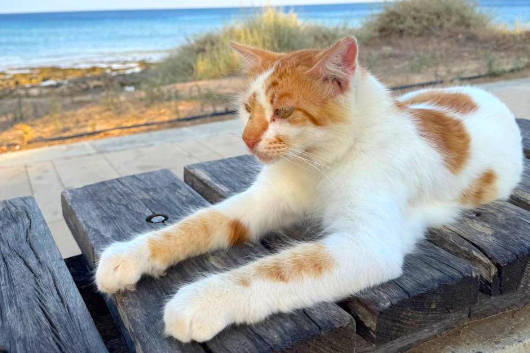 на фото: питомцы на Кипре