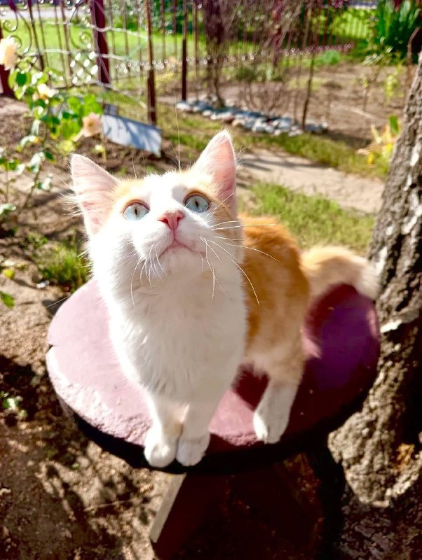 Домашний и солнечный. Фото из архива автора