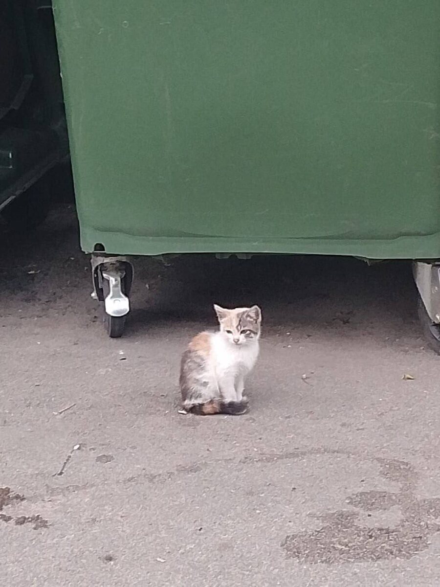 Красивая кошечка, но она уже привыкла видеть в человеке опасность. Фото из архива автора