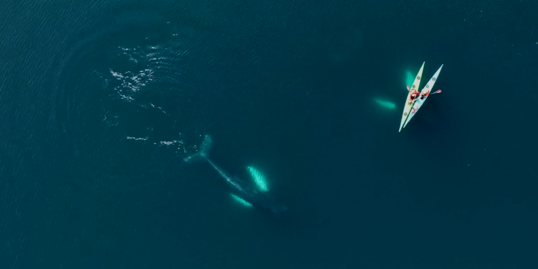 6 документальных фильмов о морском экспедиционном каякинге