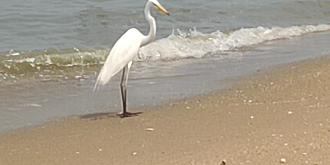 Цапля-попрошайка на пляже Паттайи 🐦🌊