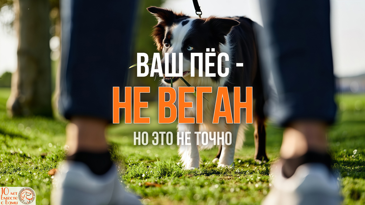 Тот самый взгляд. Ваш пёс поймал какую-то свою, особую «зелёную волну» | Обложка для статьи DogSelf, объясняющей поведенческие и инстинктивные причины этого странного ритуала у собак | Изображение: DogSelf