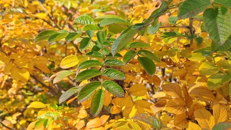     Осень на Алтае. Девушка Сибирячка в vk.com/altapress