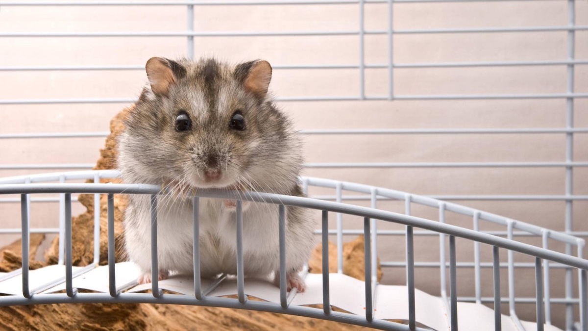    Содержание хомяка обходится недорого — корм и аксессуары стоят значительно меньше, чем для кошки или собаки.