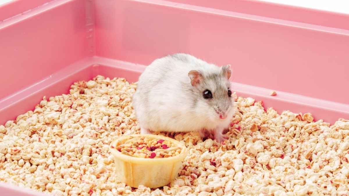    Хомяки не только милые, но и очень забавные — наблюдать за их привычками можно часами.