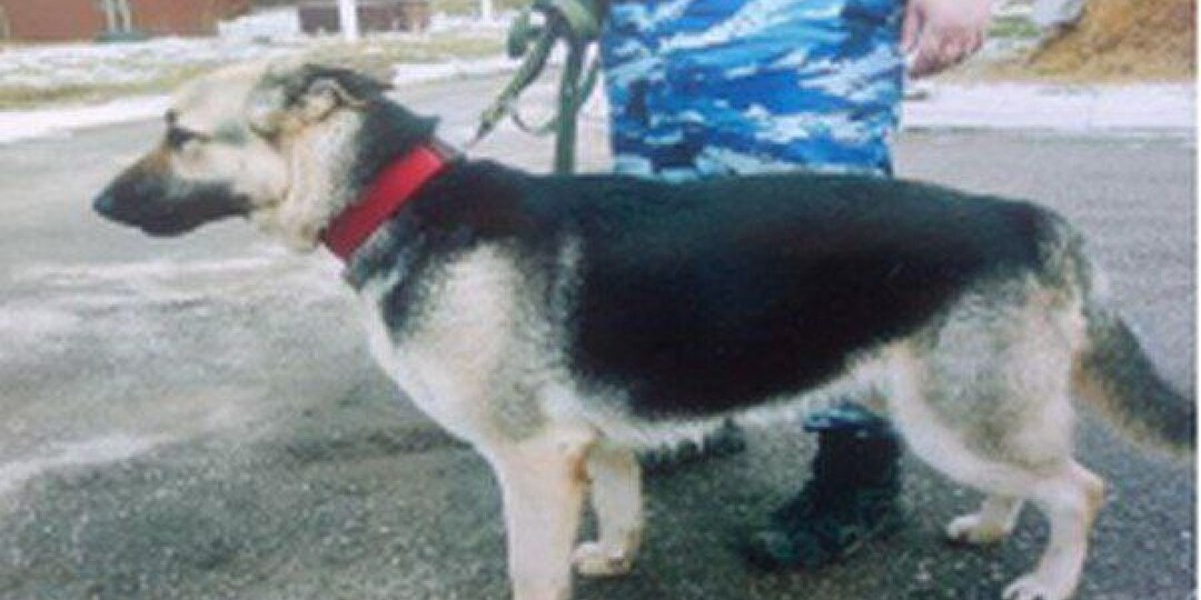 Липецкие полицейские ищут любящую семью для пса-пенсионера, который 8 лет ловил бандитов