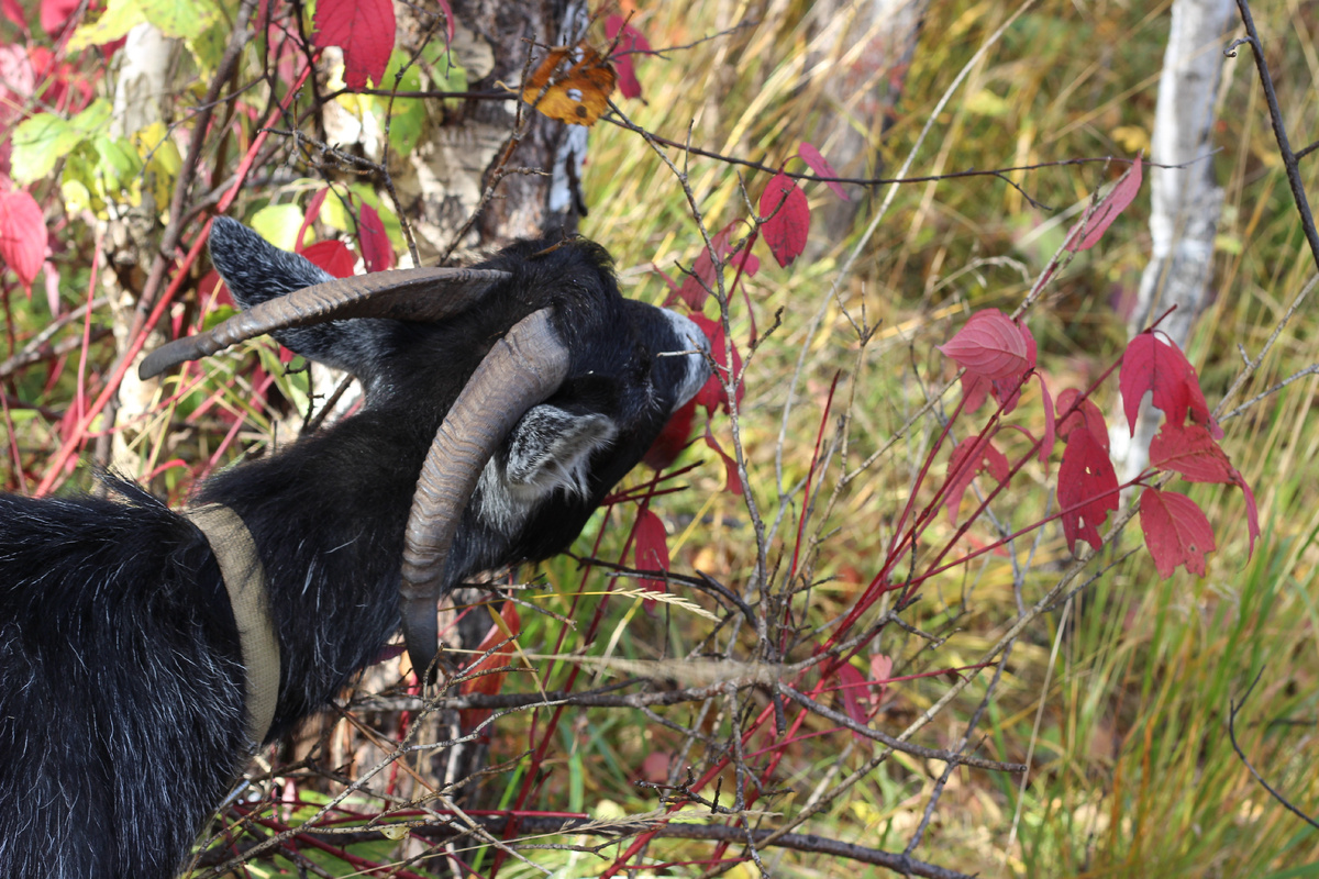 Главкоза Красавата еще любительница прогулок по лесу!