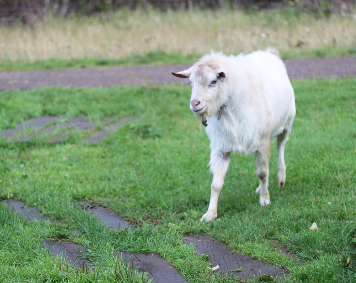 Сегодняшний сытый Митя бежит ко мне во всей красе