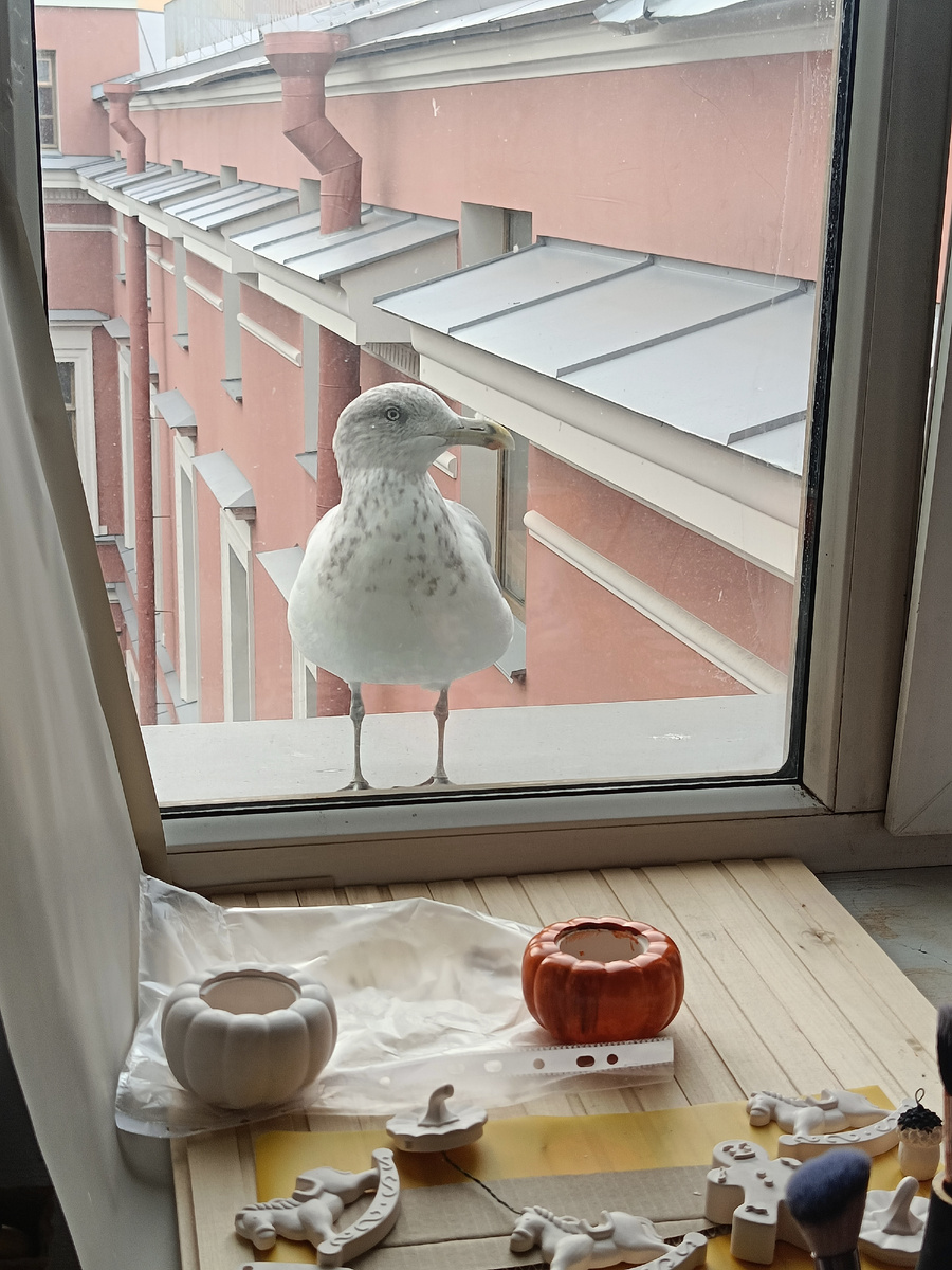 Чайка действительно прилетела полюбоваться на тыквы). 