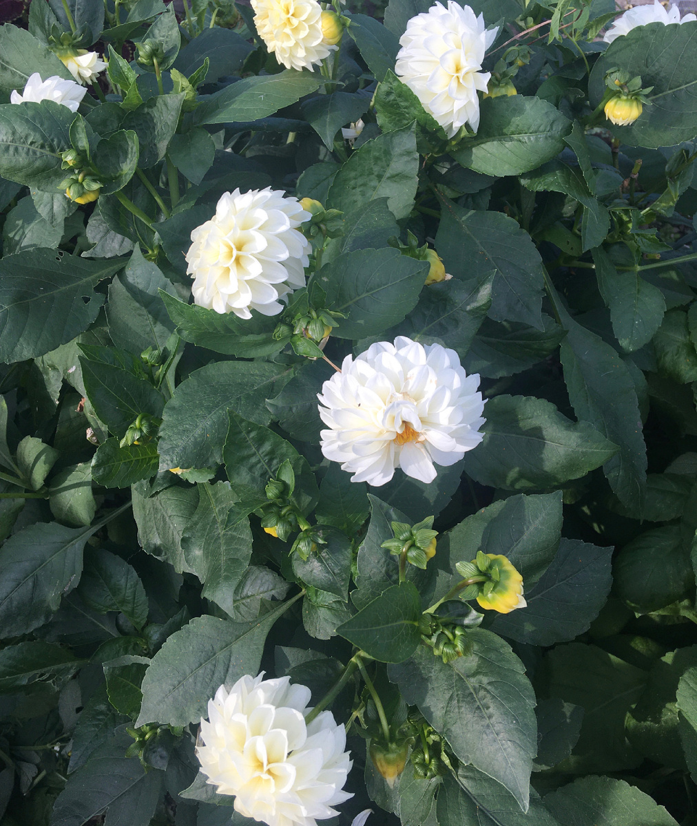 Выращены из семян