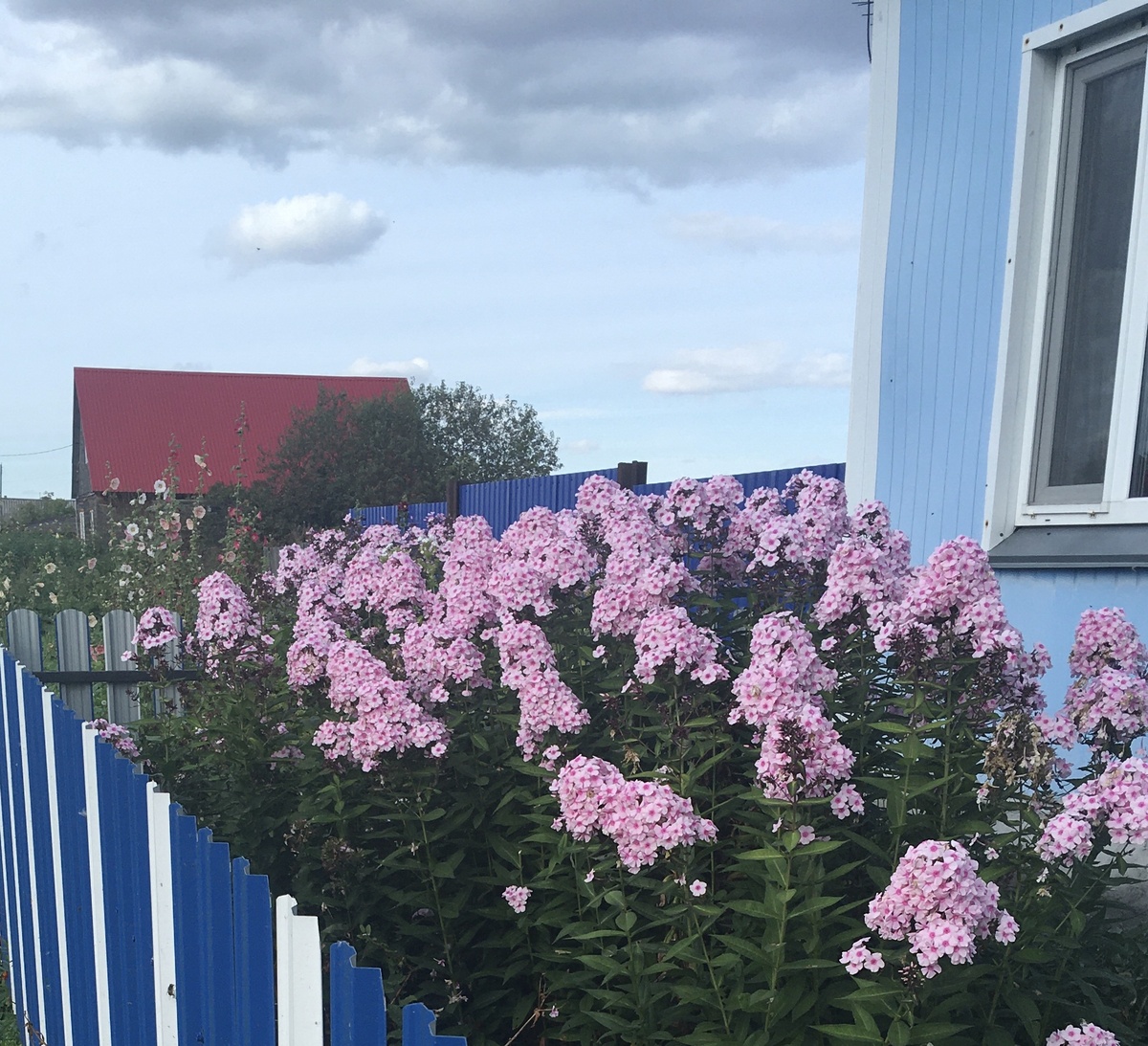 Белые отцвели - настал черёд розовых