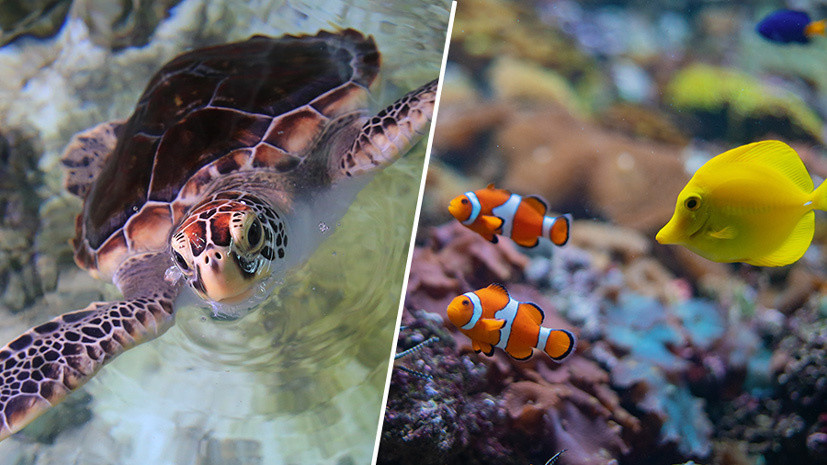    Пресс-служба Центра океанографии и морской биологии «Москвариум»