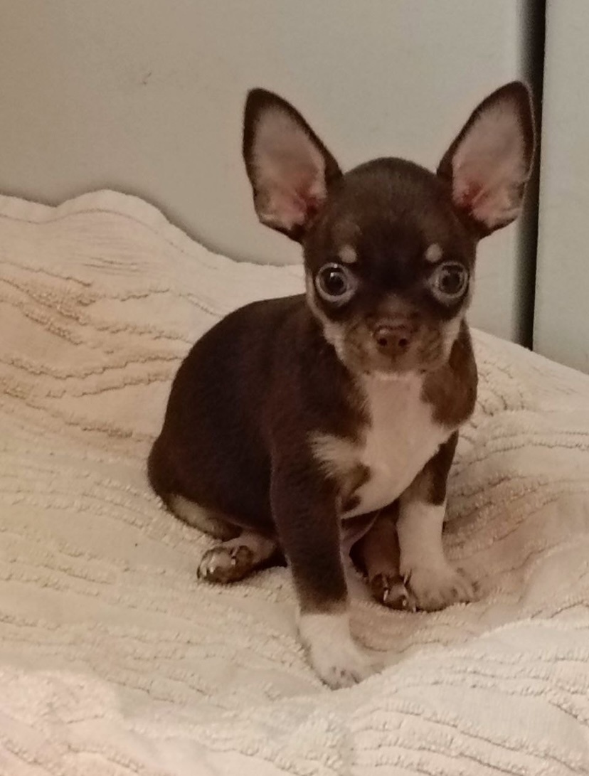 Томми чихомальчик