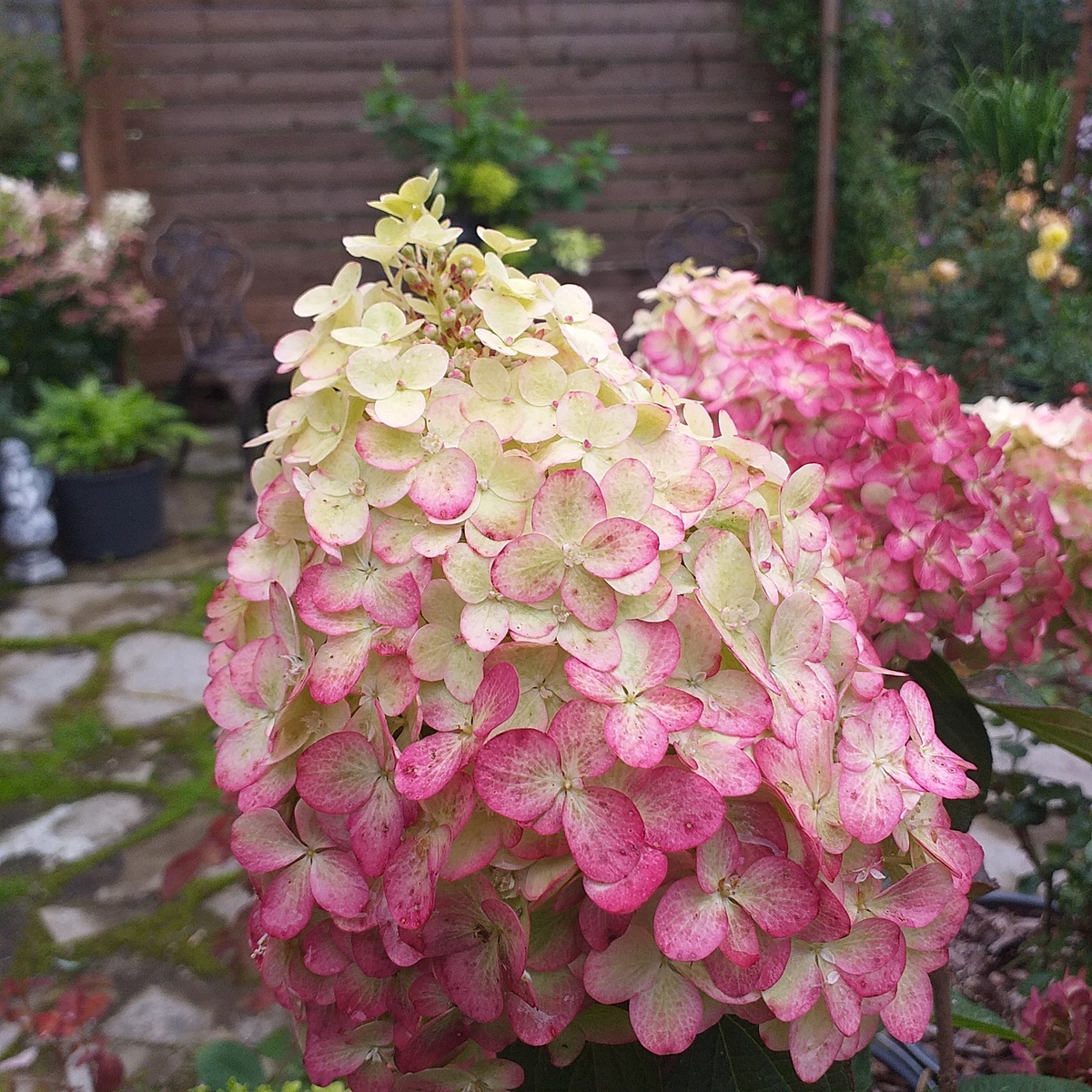 метельчатая гортензия Колорфул Коктейль, фото автора