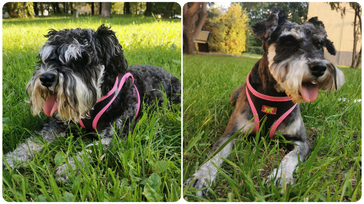 Джесс до и после стрижки 