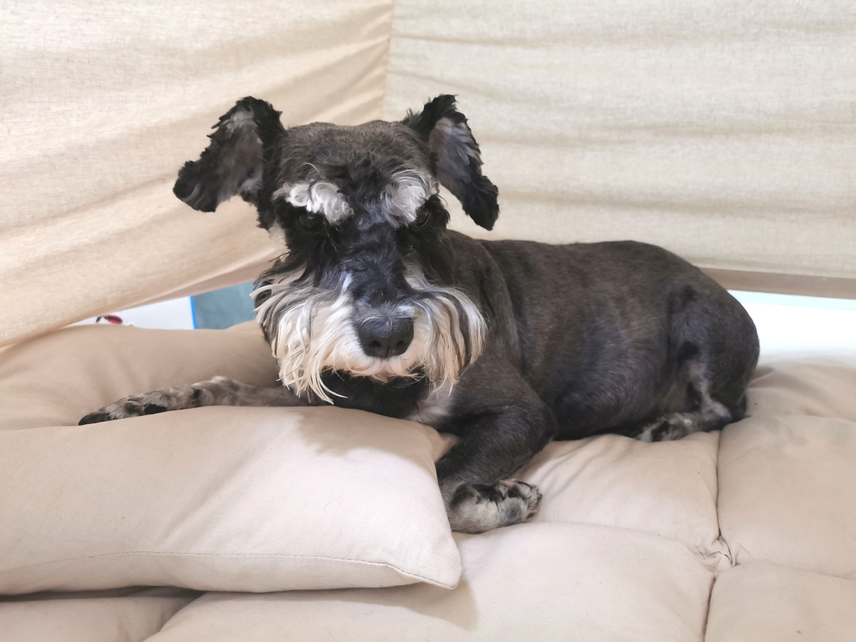 Постриженный пёс дома