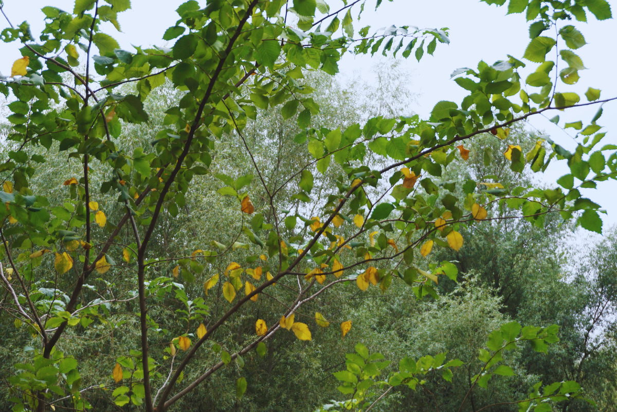 Первые осенние листики-звоночки