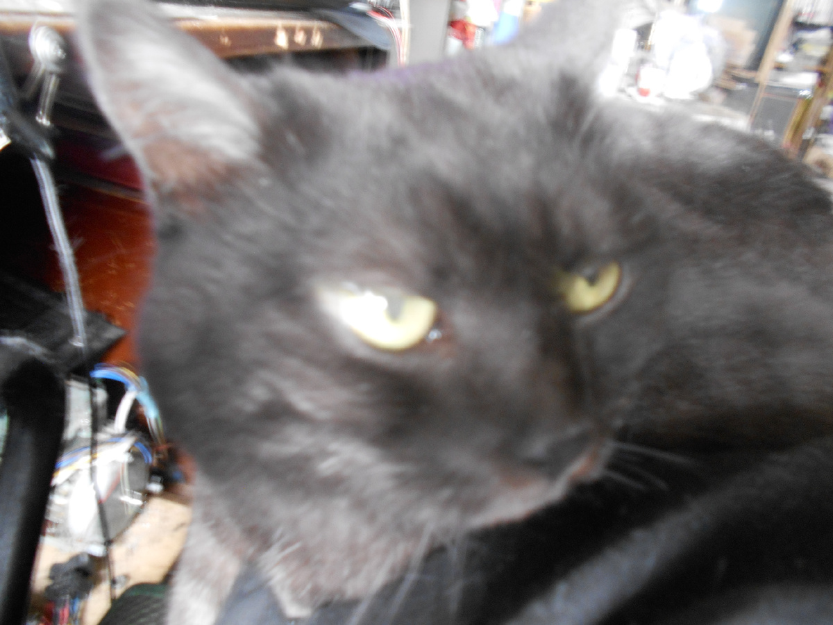 Вот это чёрное создание заимело кличку Снежинка