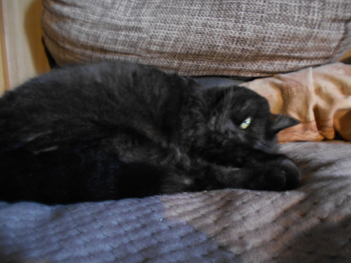 Вот это хвостатое создание с нами уже 11лет