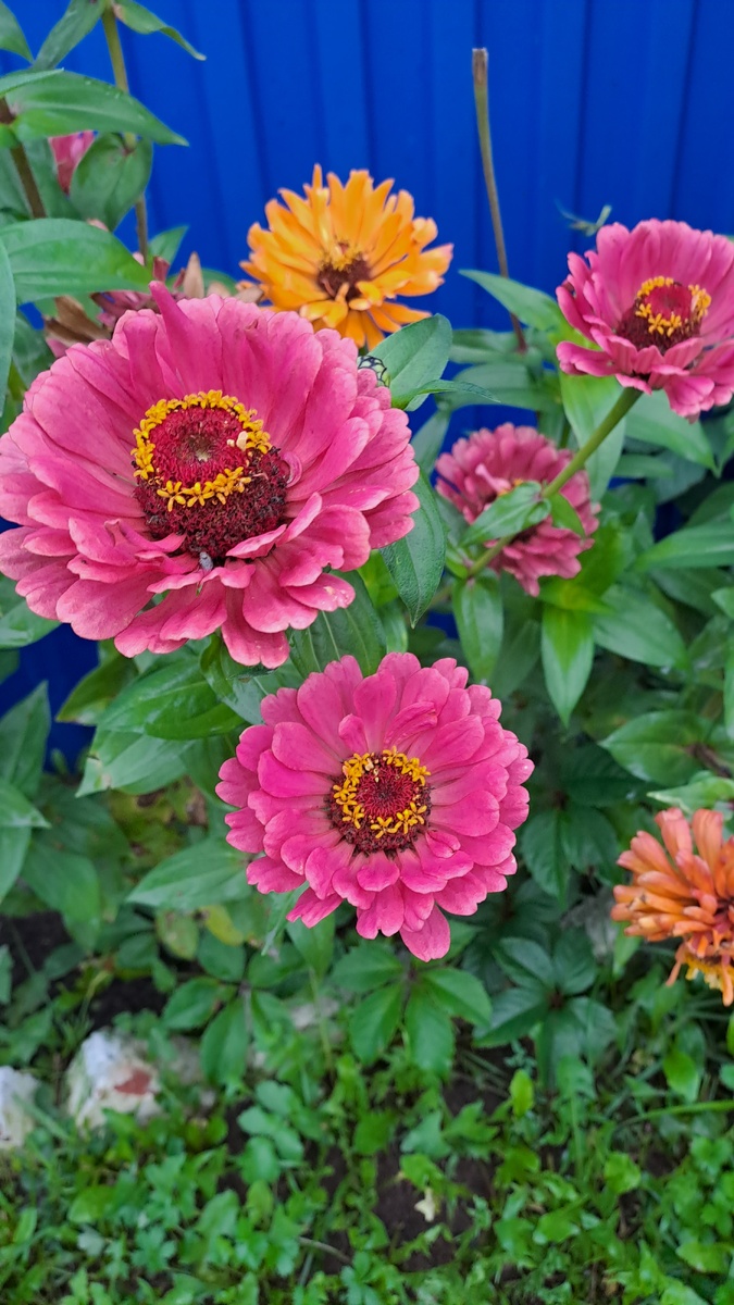 Шикарные цинии перед забором у тротуара. Вот думаю потом семян взять как нибудь,  когда созреют😁