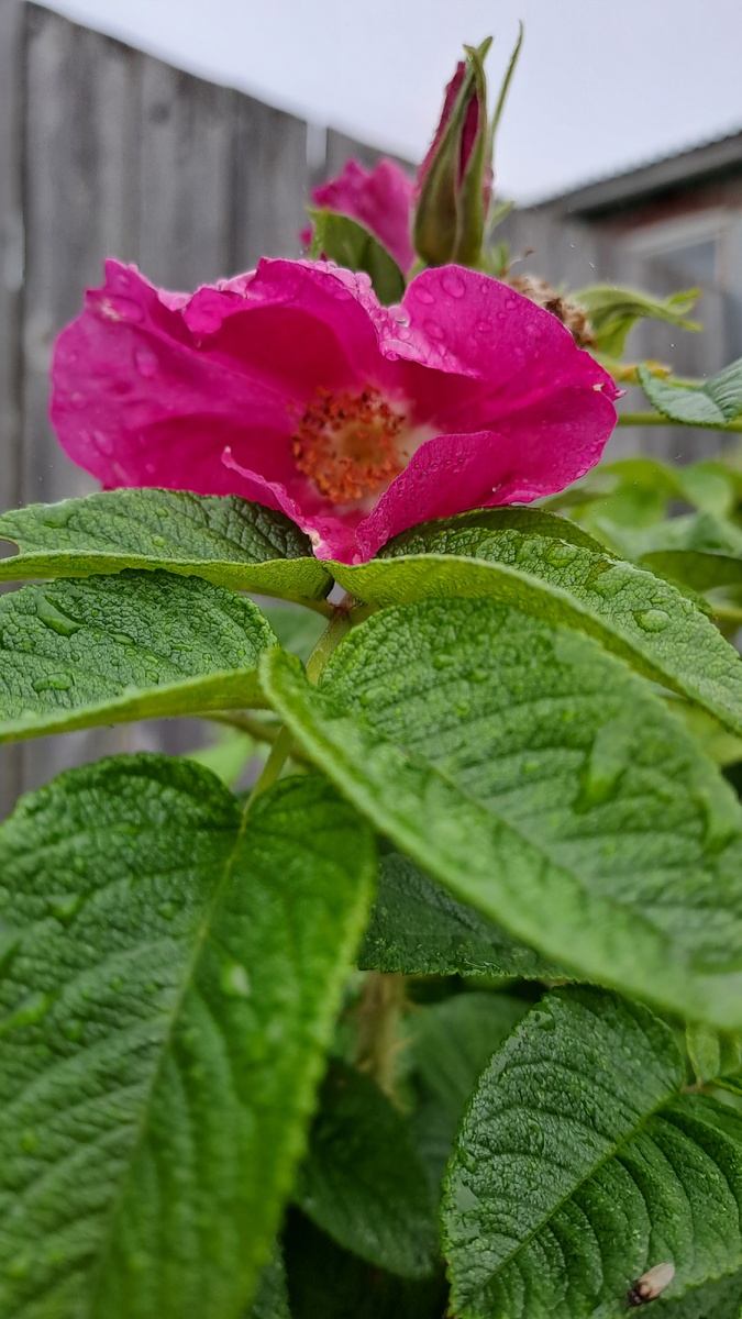 Шиповник цветёт, вдобавок ещё и плоды висели на других ветках. Очень люблю шиповники- они красивые в любое время года и неприхотливые. 