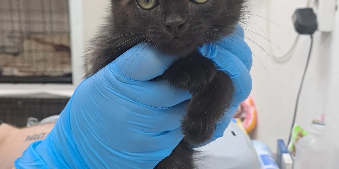 Спасаем крошку Акустика с улицы.