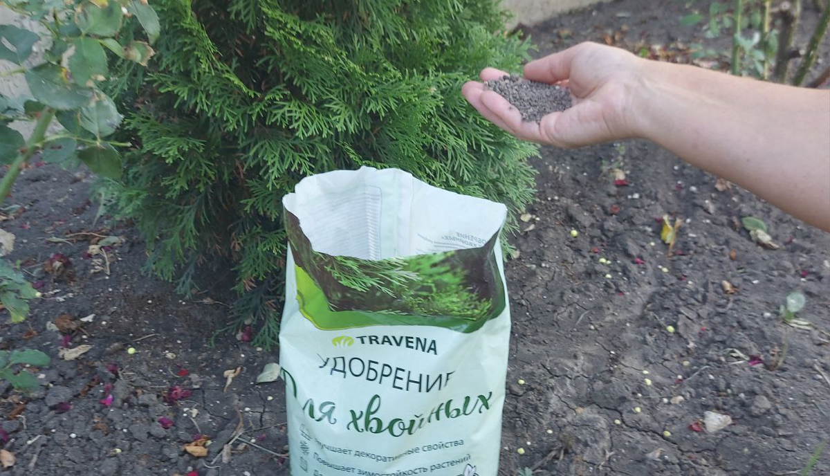 Удобряем хвойные растения.
