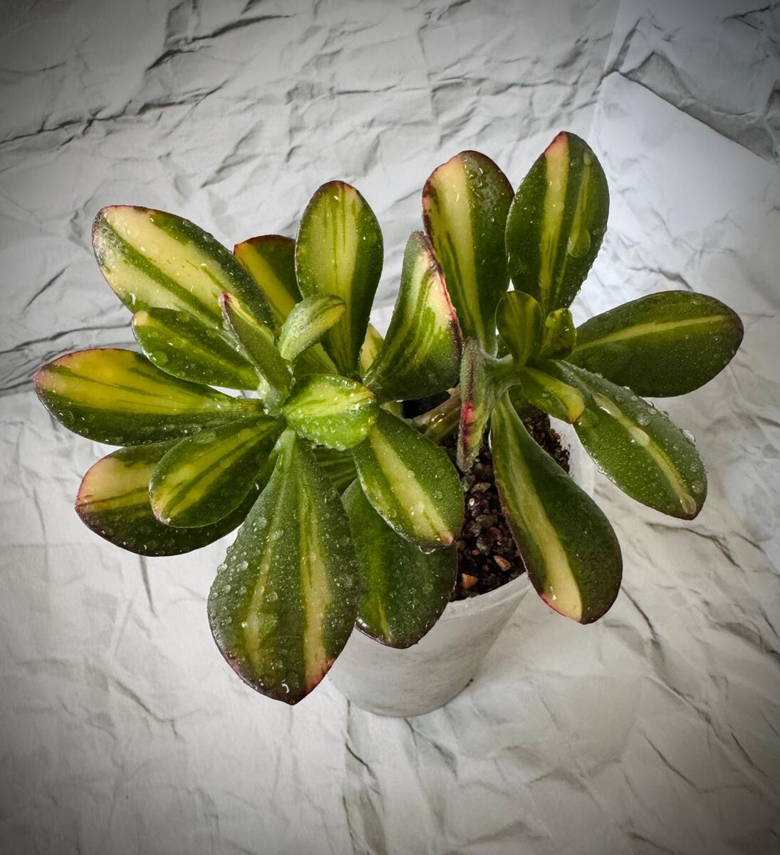 Крассула Return of Beauty