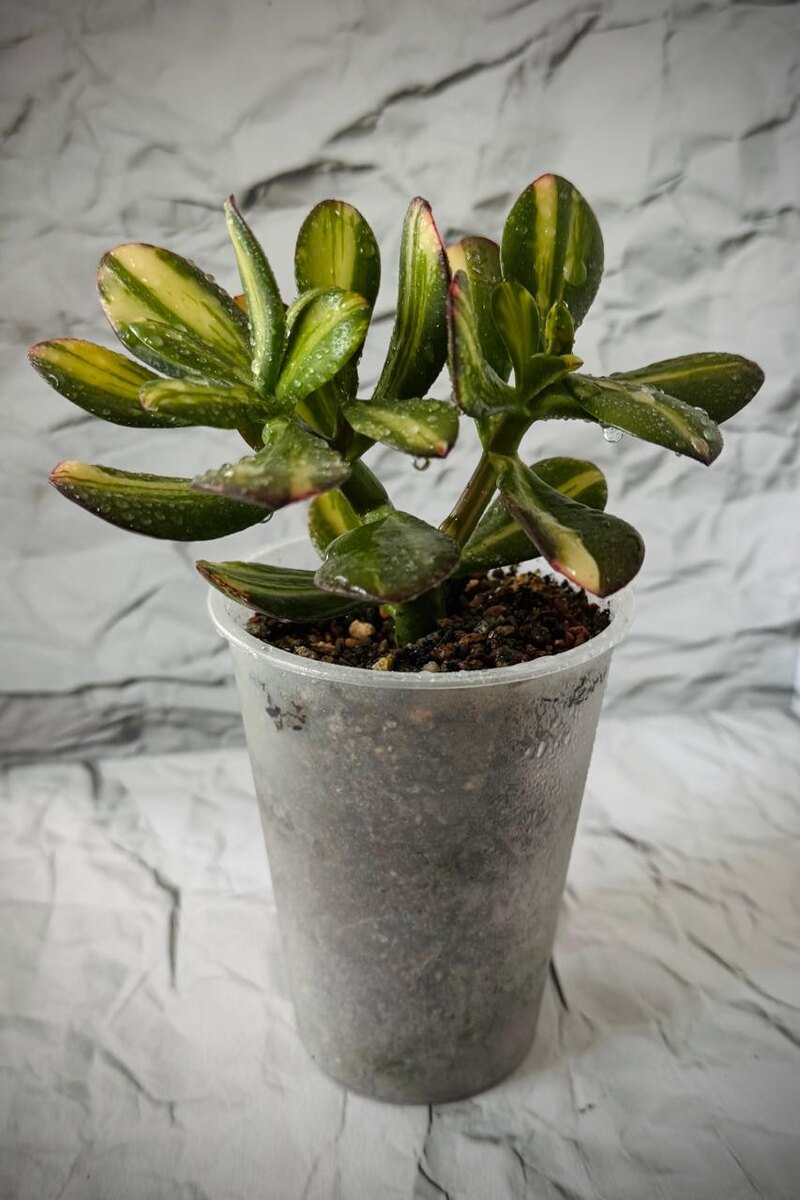 Вариегатная крассула