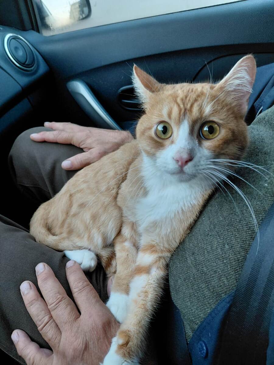 Ну и морды он умеет делать 😺