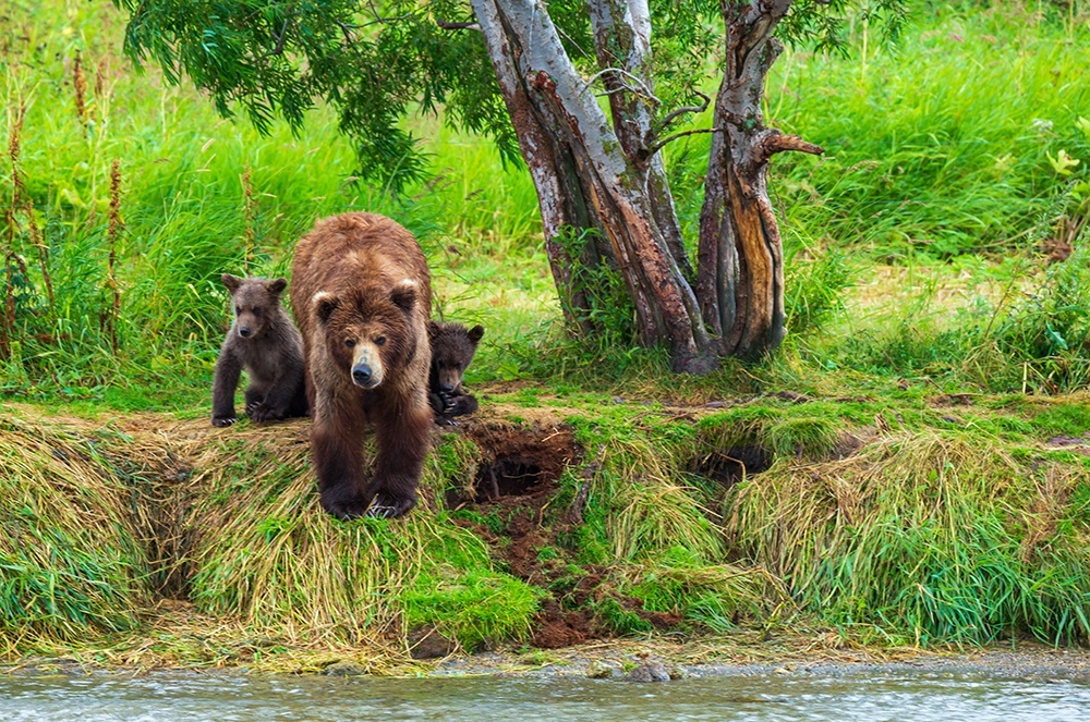 Медведица учит медвежат рыбачить © Пресс-служба Кроницкого государственного заповедника

