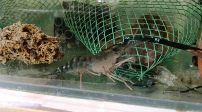 Иллюстрация: Пресс-служба АзНИИРХ