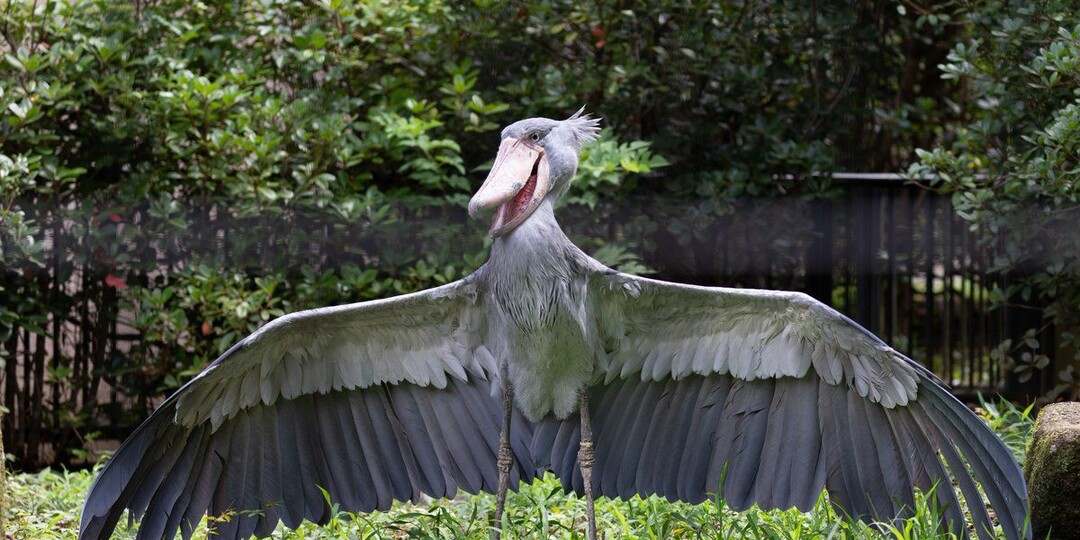 Китоглав: Он вызывает бессознательную тревогу у человека. На это есть 3 причины