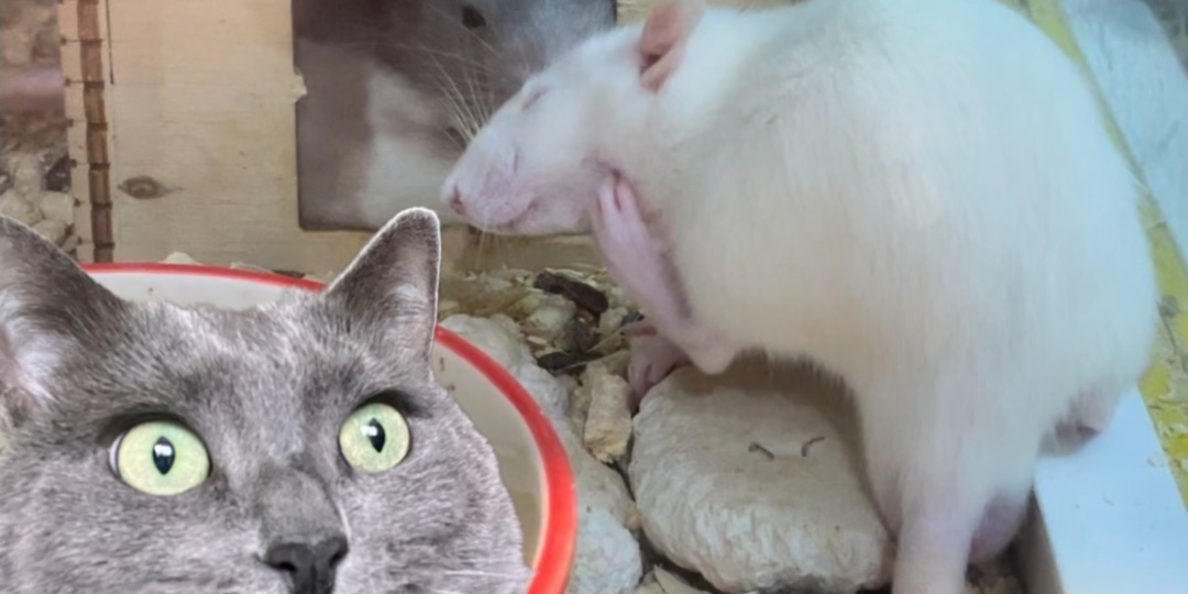 Почему кошки не ловят крыс, а часто в страхе удирают от них