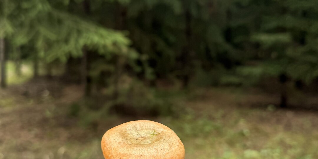 Золотая осень в банке: Готовим безупречно вкусные маринованные рыжики