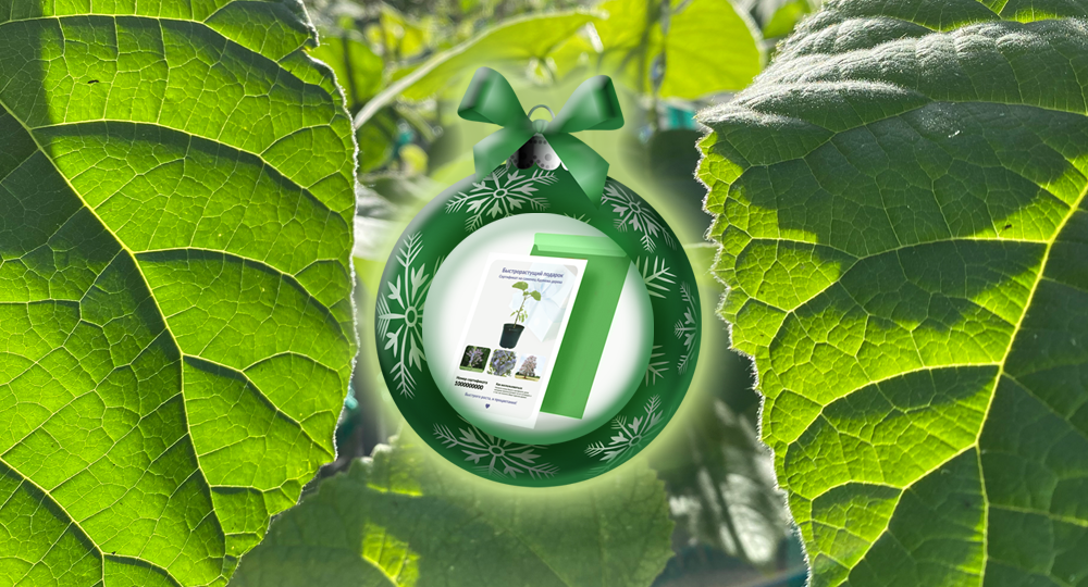 Новогодние подарки, которые вдохновляют и объединяют