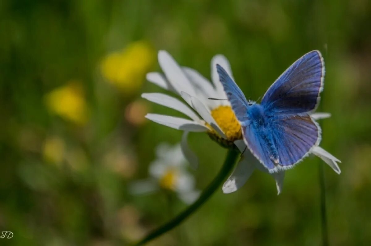    Биолог Гризанова раскрыла, почему сложно отмыть насекомых от стекла авто