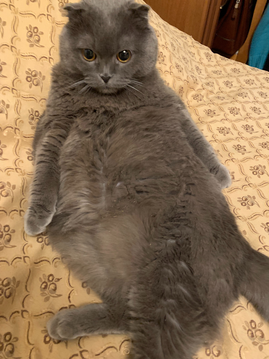 Мистер Мяу мудро возлежит на хозяйской кровати 