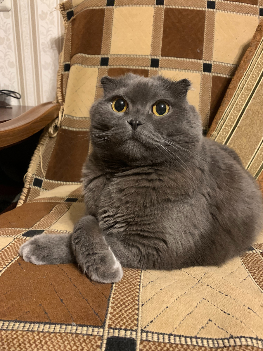 Мистер Мяу в любимом кресле