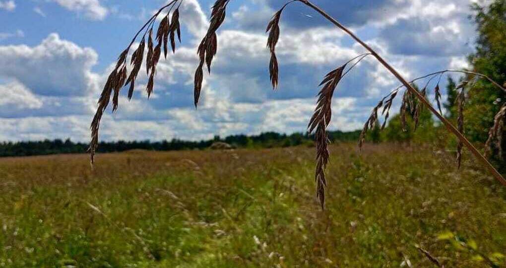 Как проверить кислотность почвы