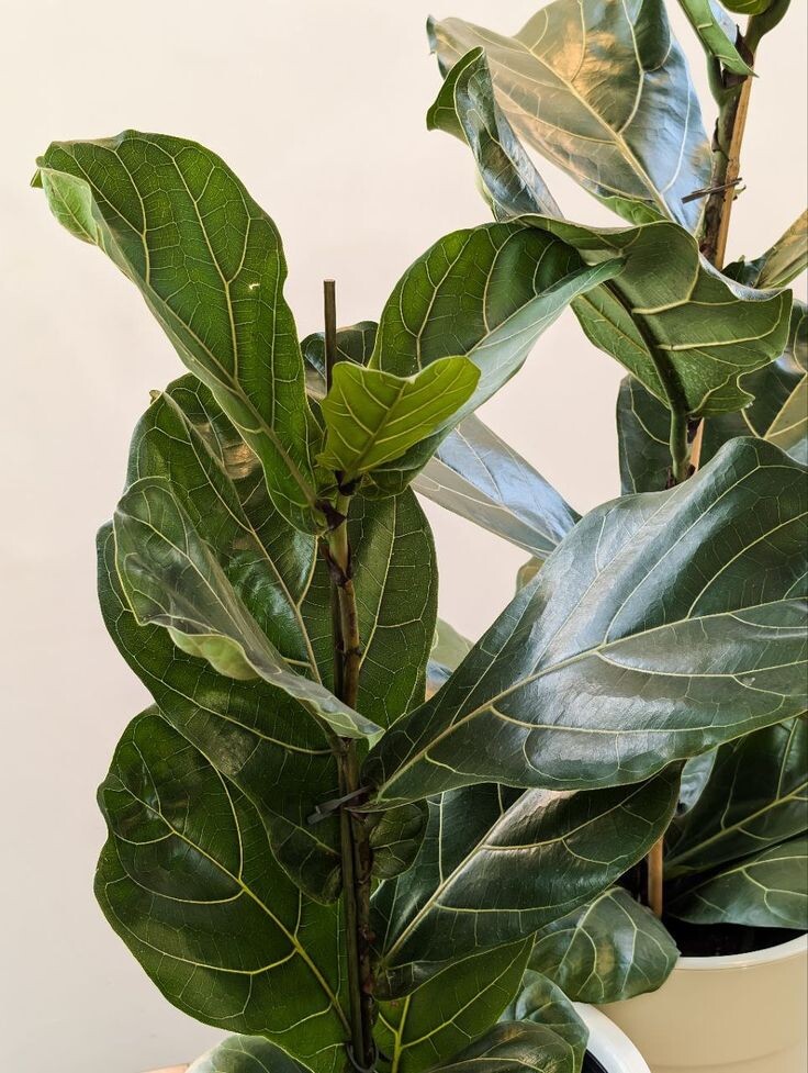 Фото взяты с Pinterest